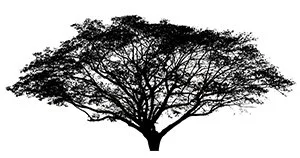 Madrone tree